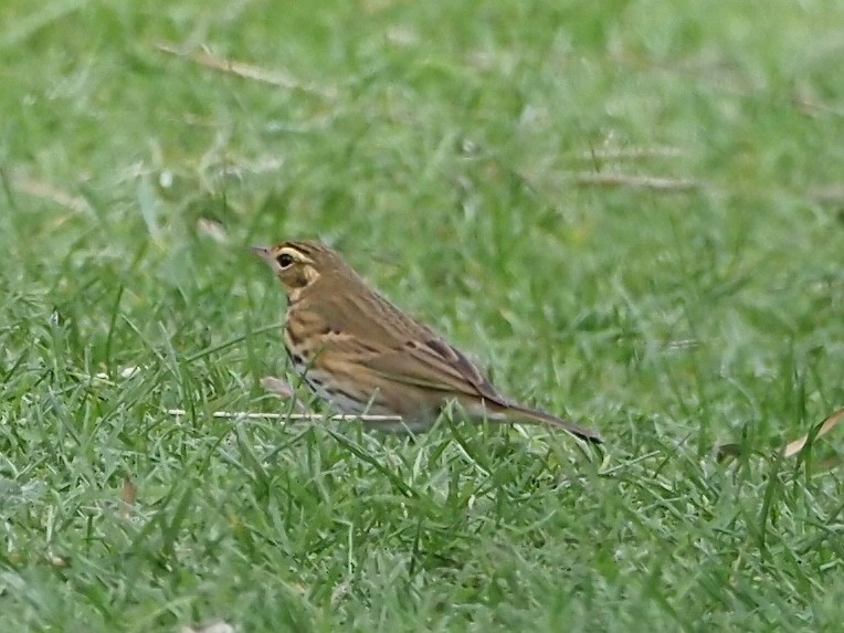 Olive-backed Pipit - ML639901136