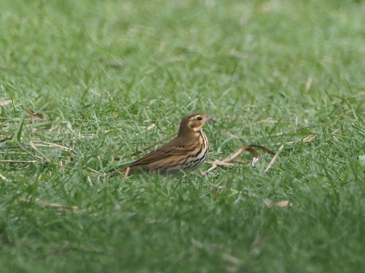 Olive-backed Pipit - ML639901137