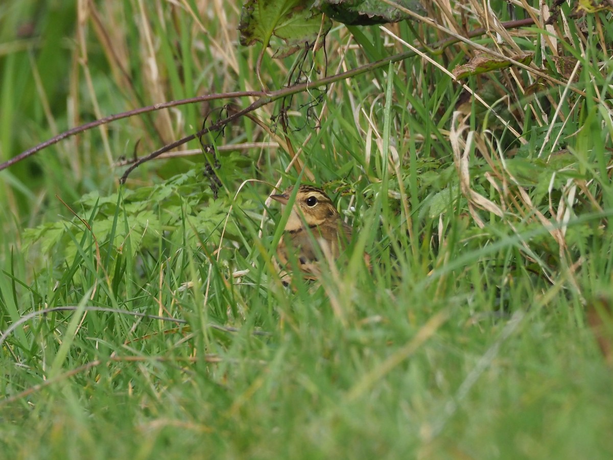 Olive-backed Pipit - ML639901138