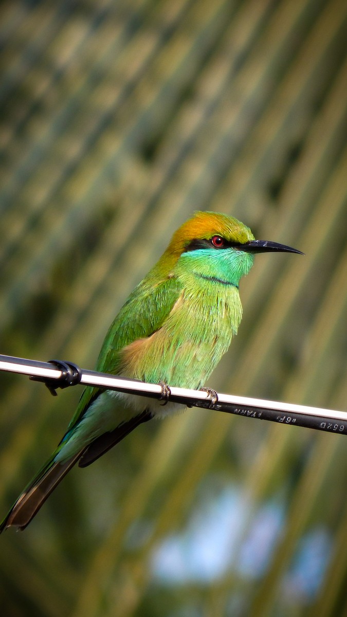 Asian Green Bee-eater - ML639901171