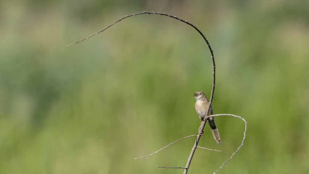 Iraq Babbler - ML639901180