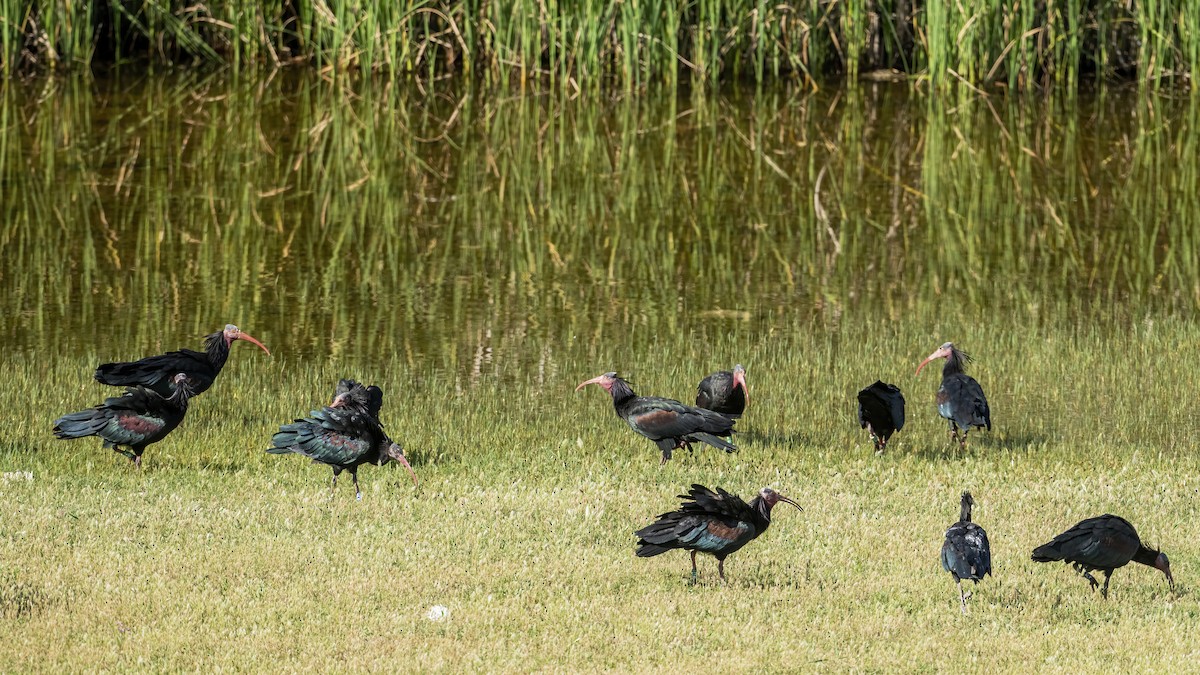 Northern Bald Ibis - ML639901187