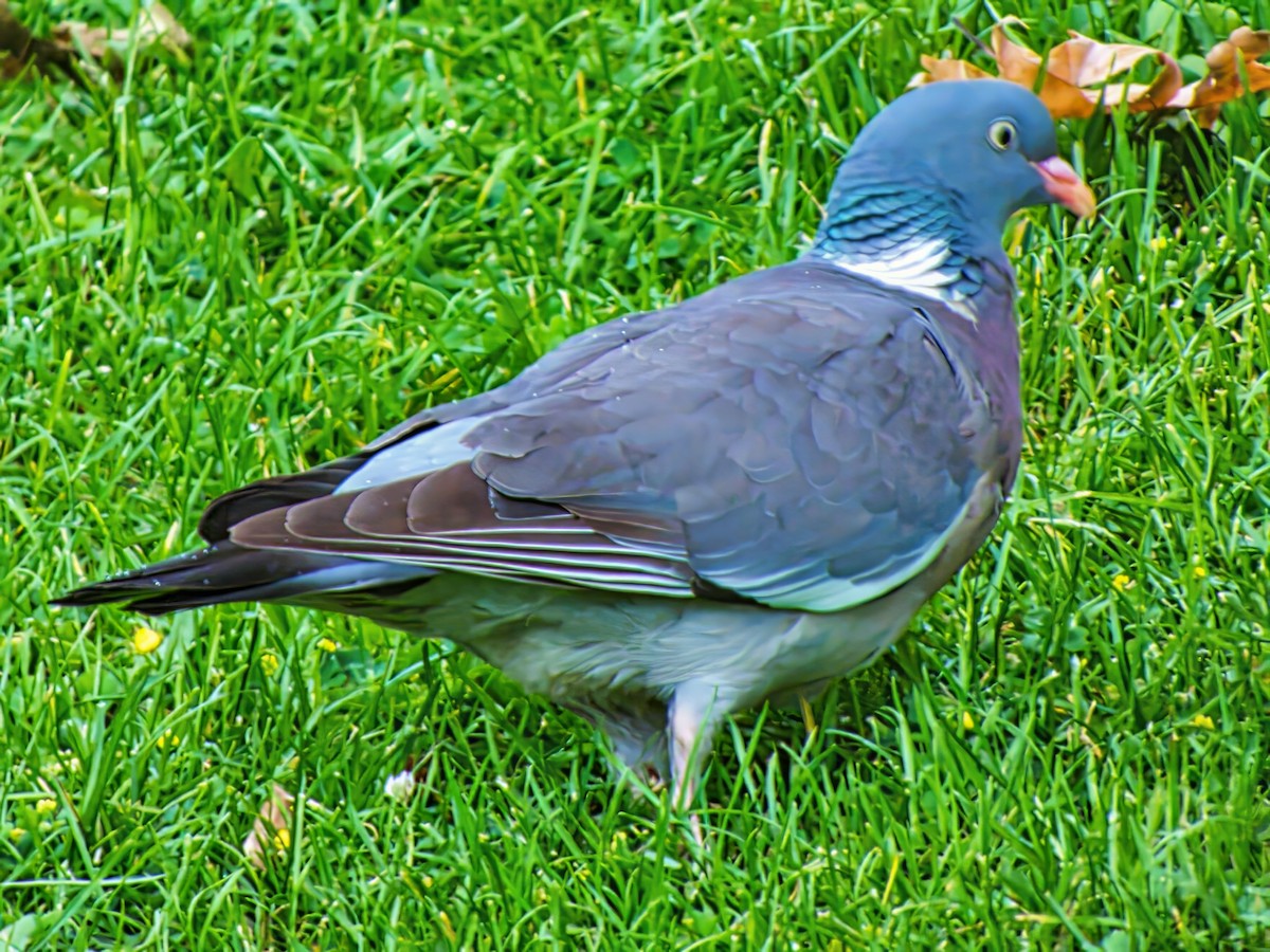 Common Wood-Pigeon (White-necked) - ML639901203