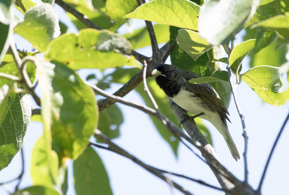 Dubois's Seedeater - ML639901210