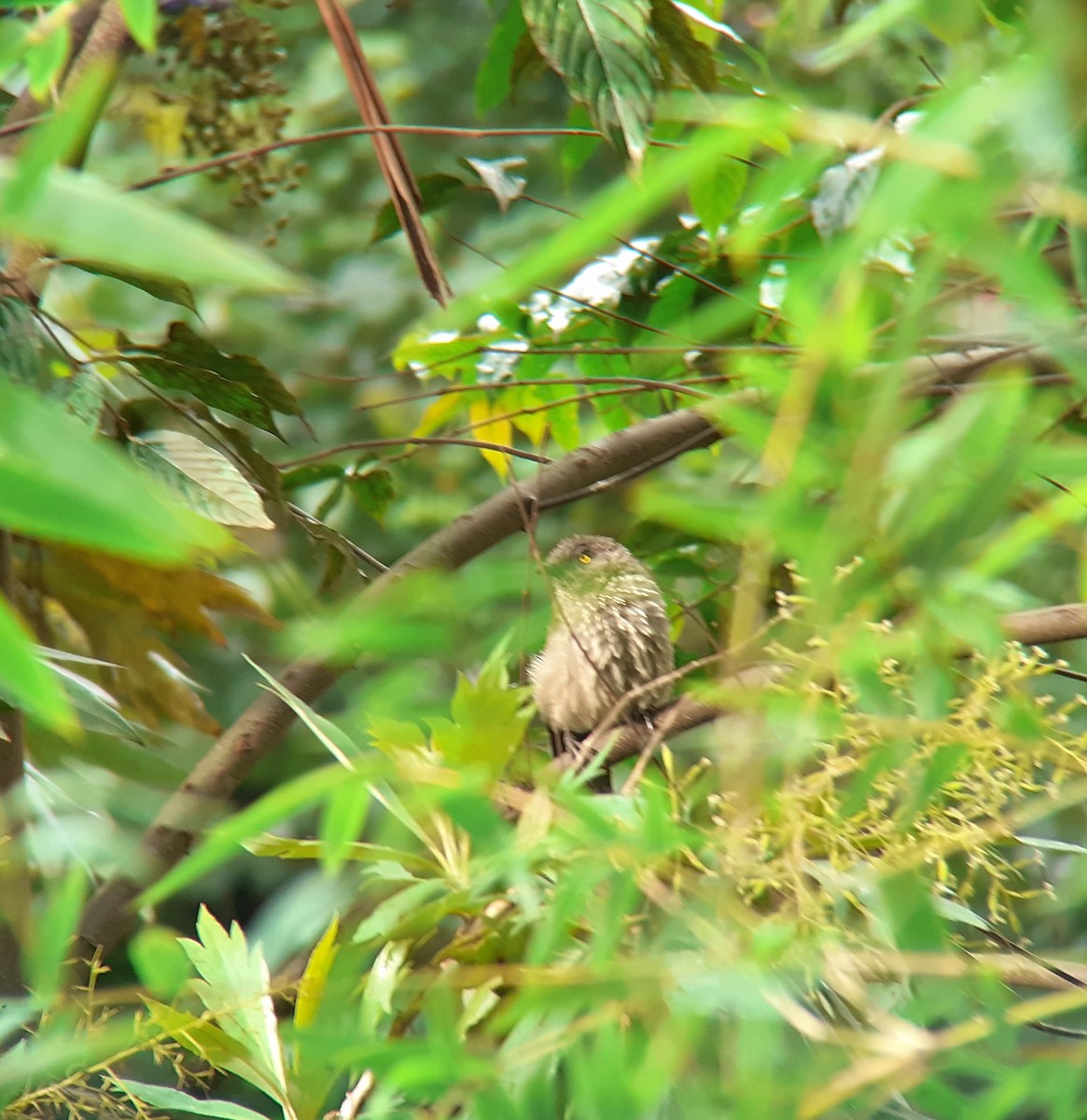 Arrow-marked Babbler - ML639901224