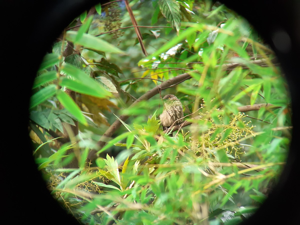 Arrow-marked Babbler - ML639901225