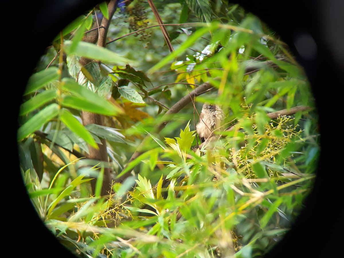 Arrow-marked Babbler - ML639901226