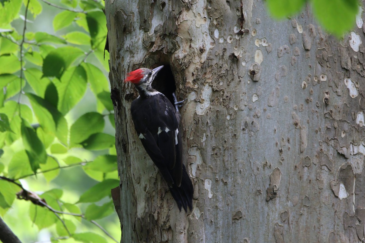 Pileated Woodpecker - ML639901237