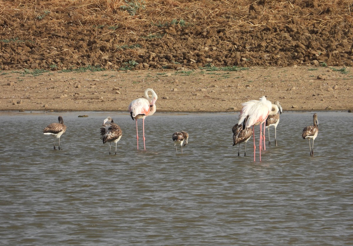 Greater Flamingo - ML639901335