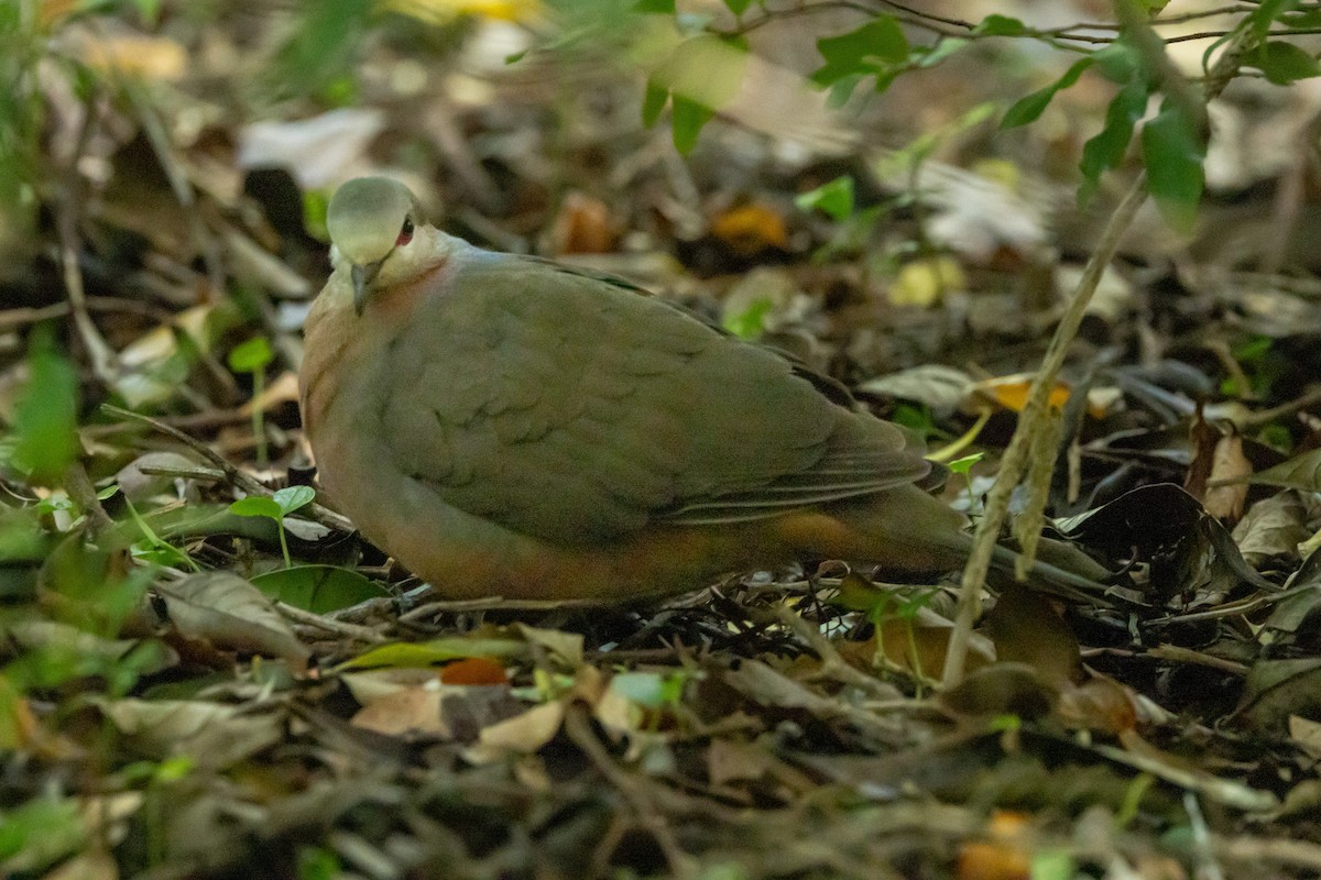 Pigeon à masque blanc - ML639901382