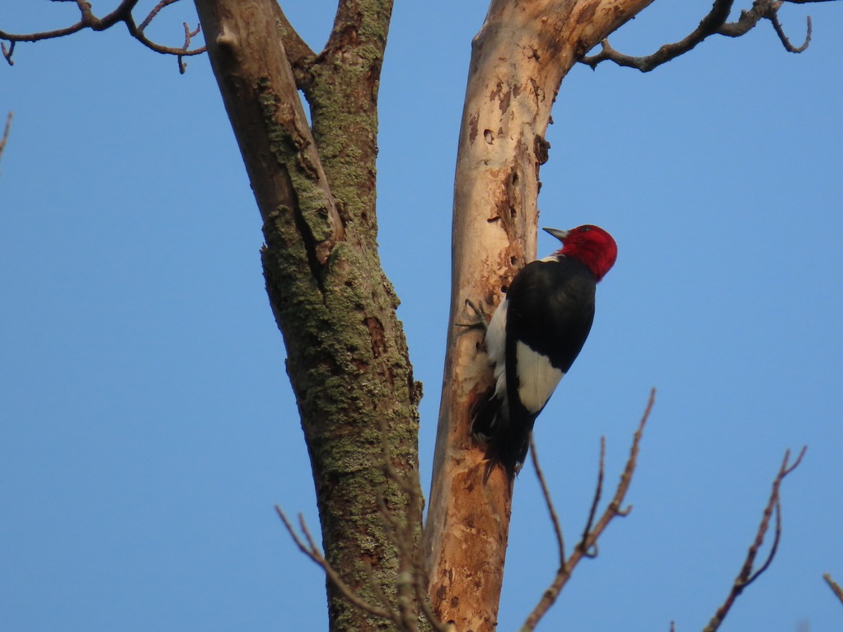 Red-headed Woodpecker - ML639901428