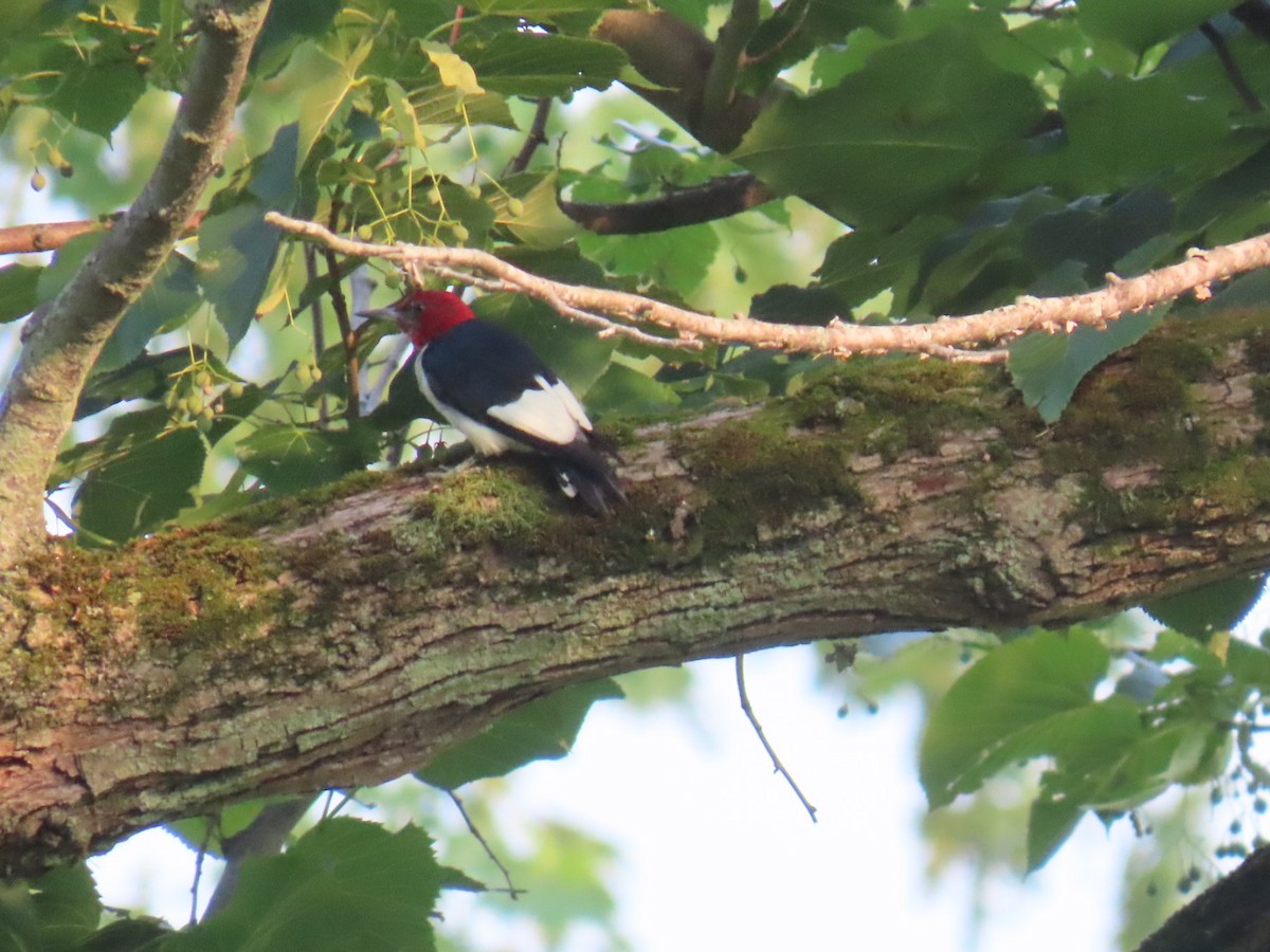 Red-headed Woodpecker - ML639901429