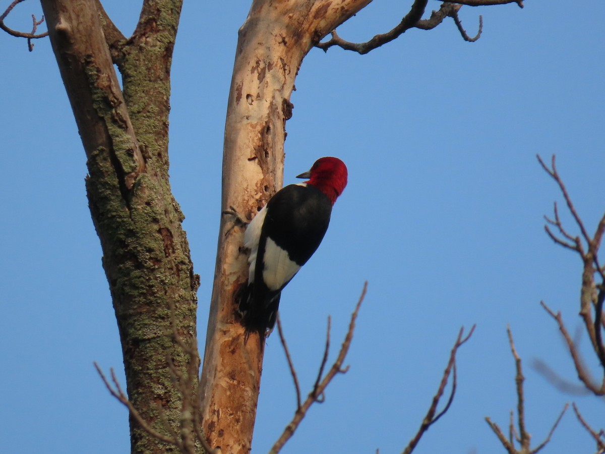 Red-headed Woodpecker - ML639901430