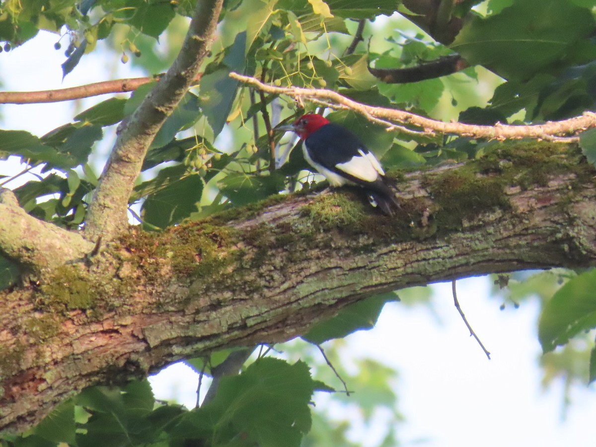 Red-headed Woodpecker - ML639901431
