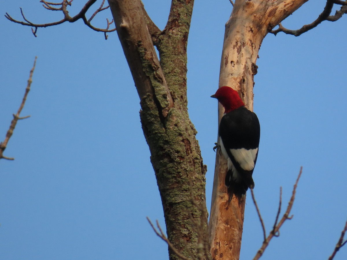 Red-headed Woodpecker - ML639901433