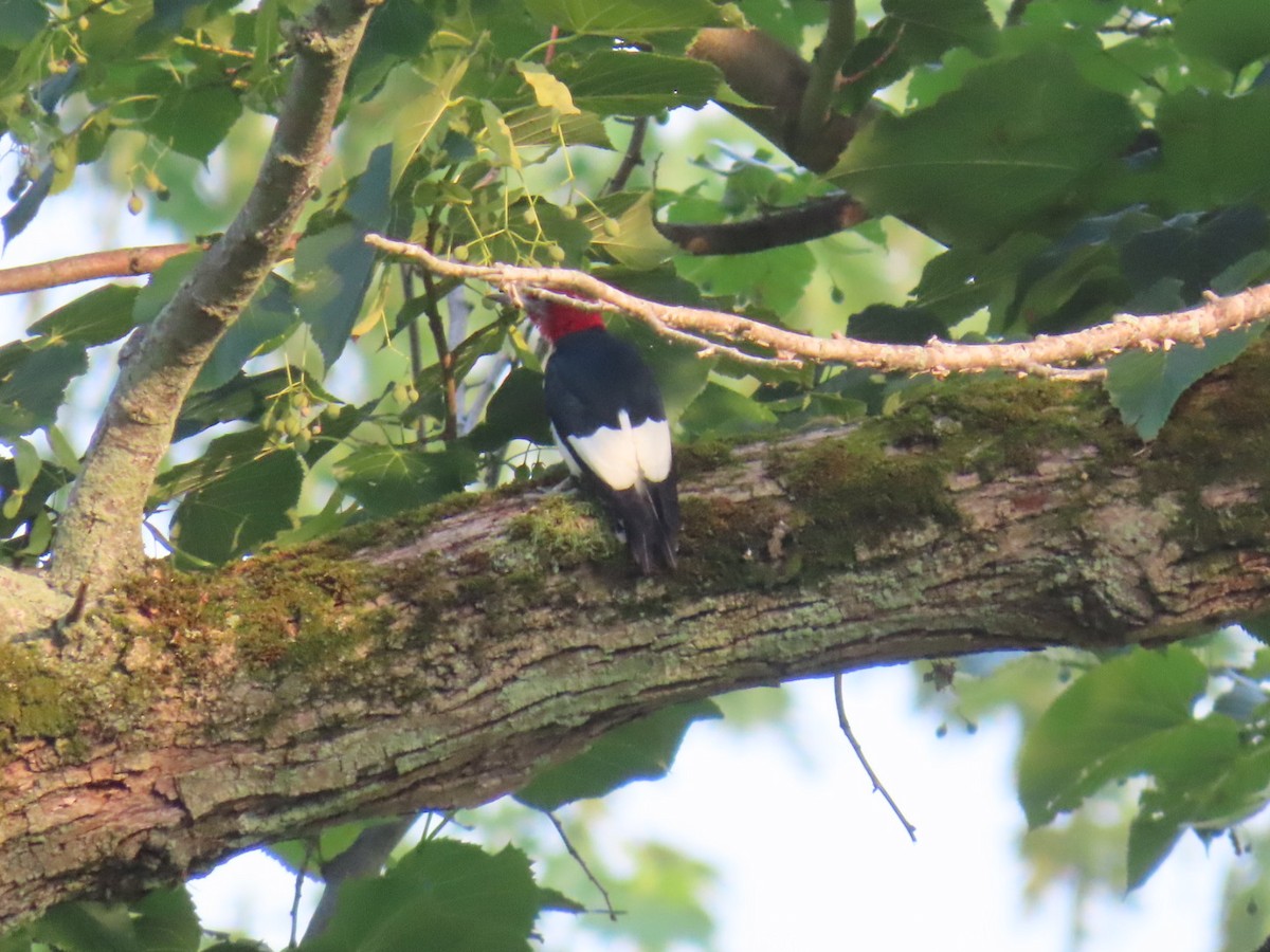 Red-headed Woodpecker - ML639901434