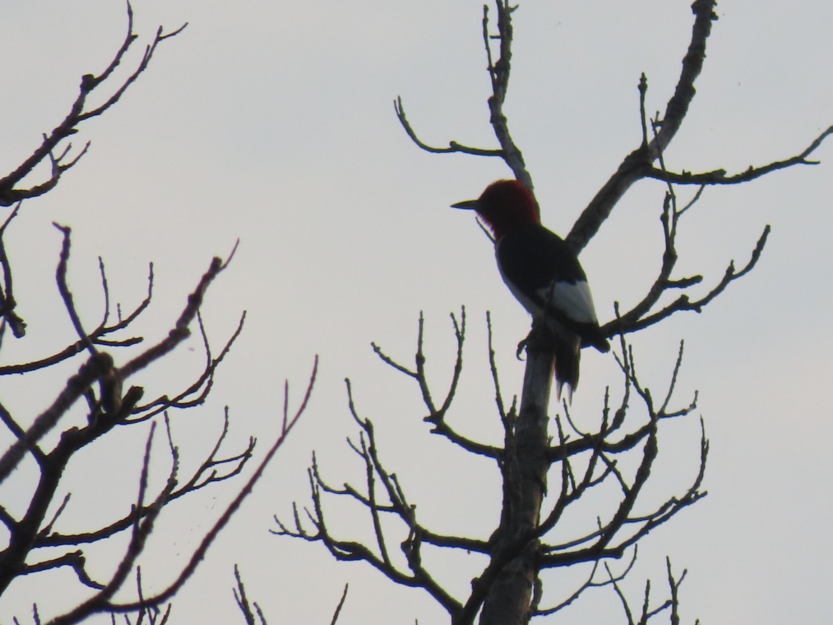 Red-headed Woodpecker - ML639901435