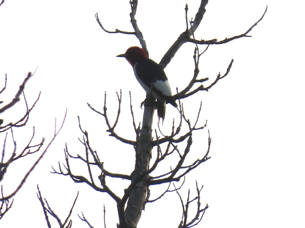 Red-headed Woodpecker - ML639901436