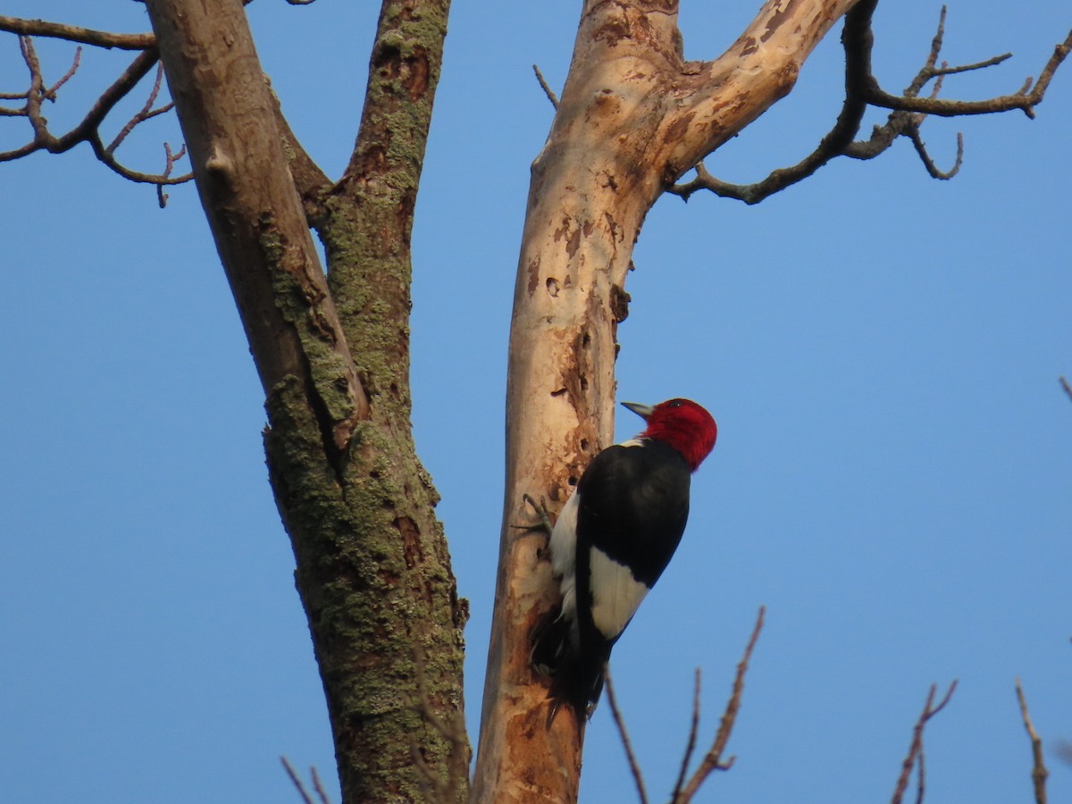 Red-headed Woodpecker - ML639901437