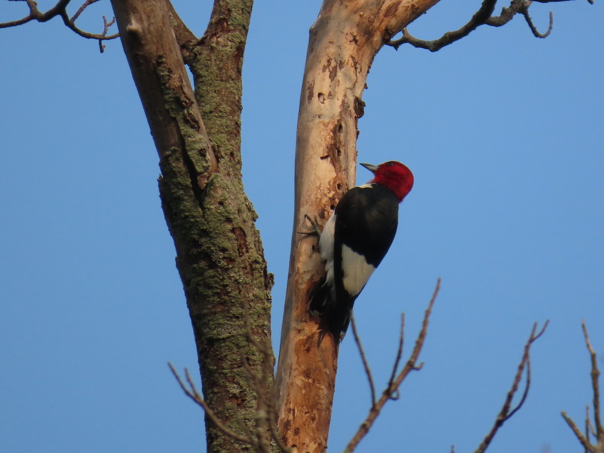 Red-headed Woodpecker - ML639901438