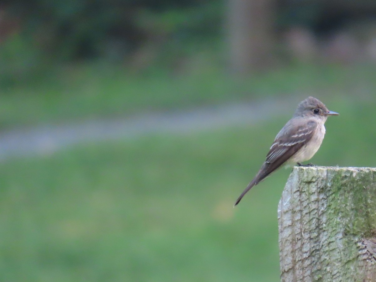 Eastern Wood-Pewee - ML639901445