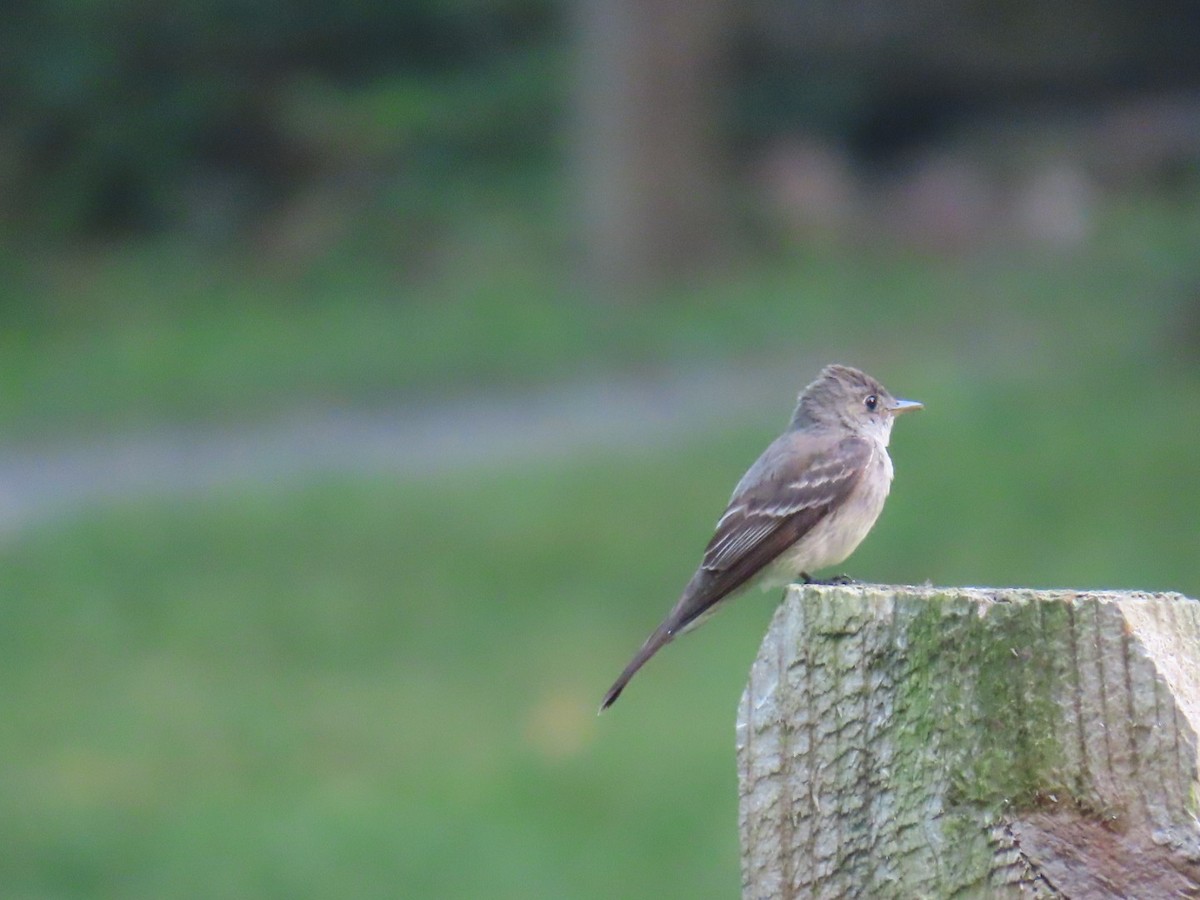 Eastern Wood-Pewee - ML639901446