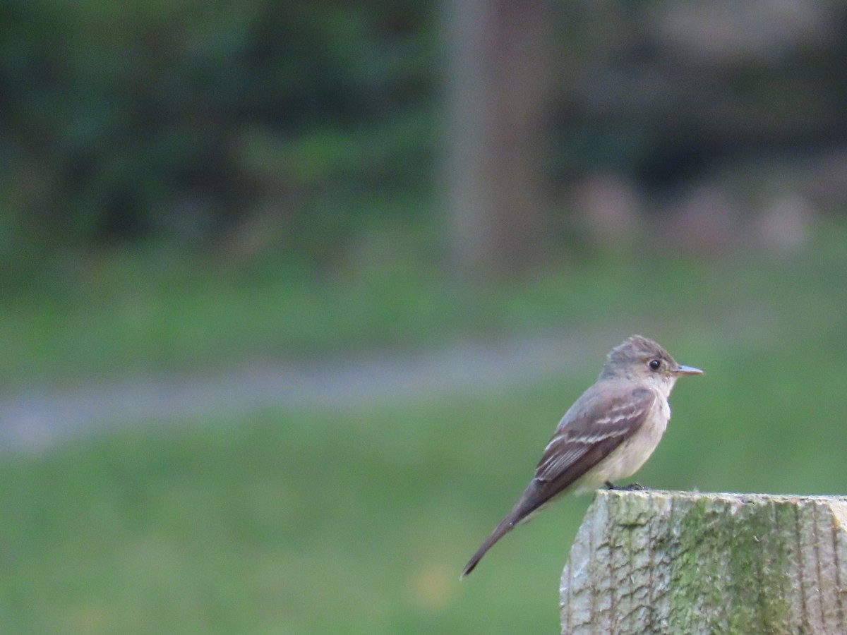Eastern Wood-Pewee - ML639901448