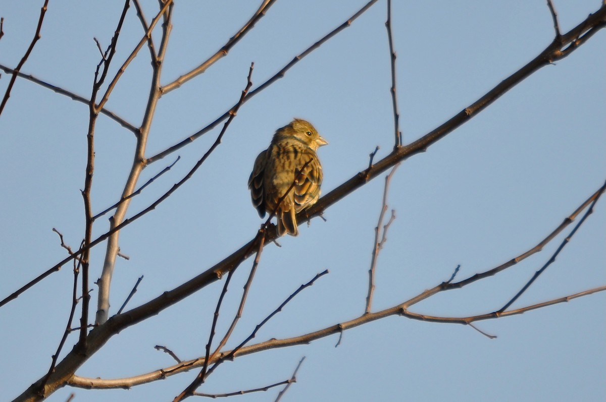 Corn Bunting - ML639901451