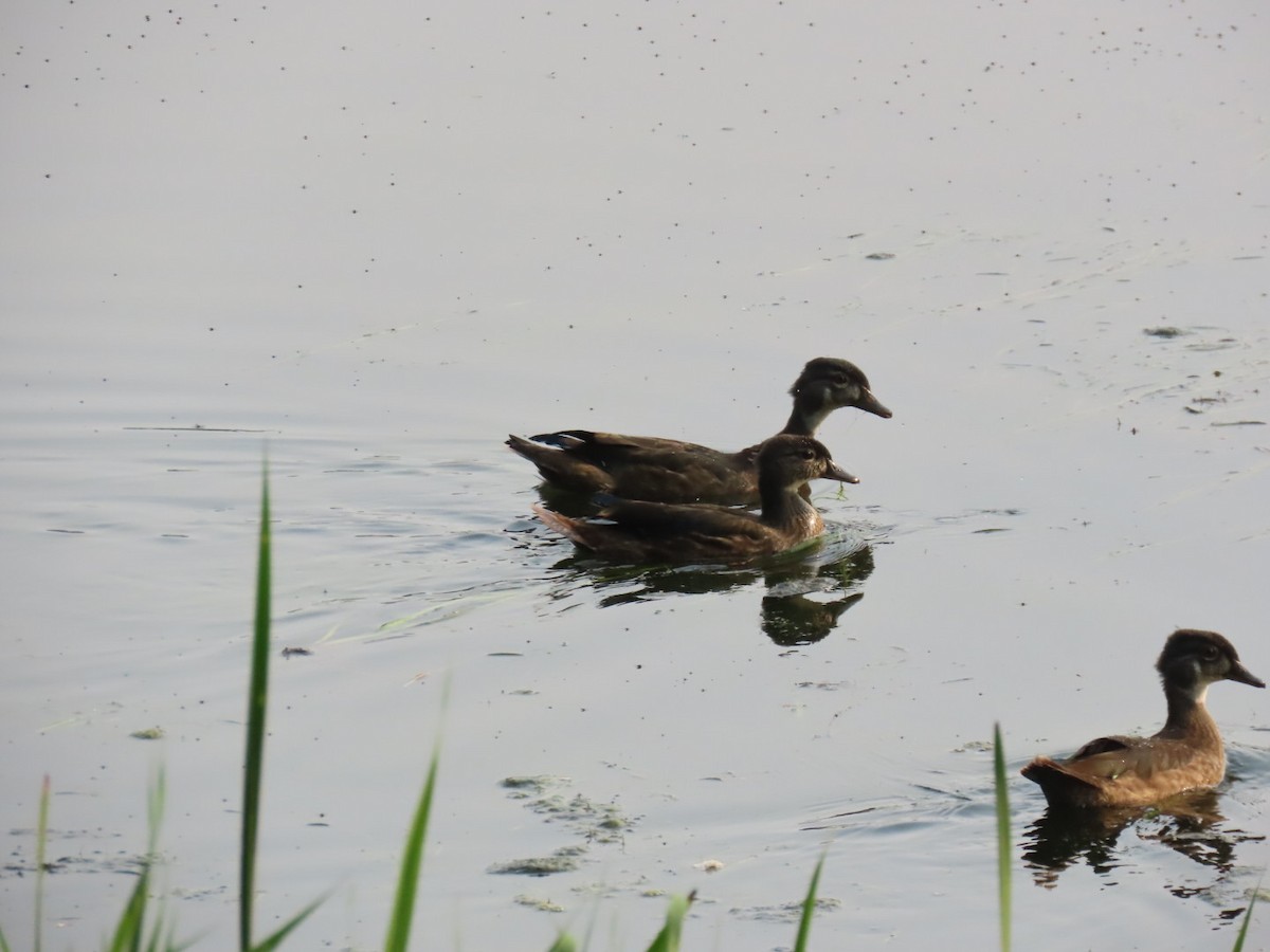 Wood Duck - ML639901454