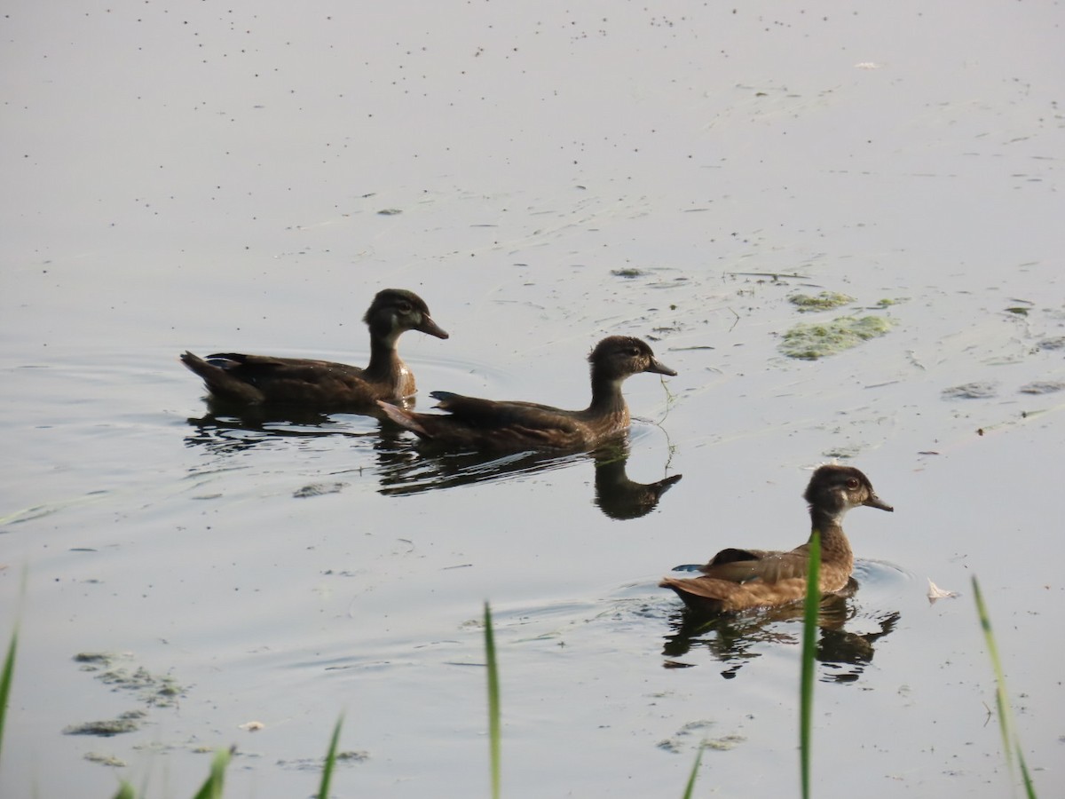 Wood Duck - ML639901455