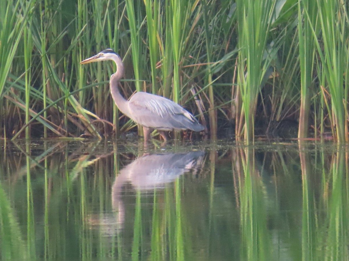 Great Blue Heron (Great Blue) - ML639901457
