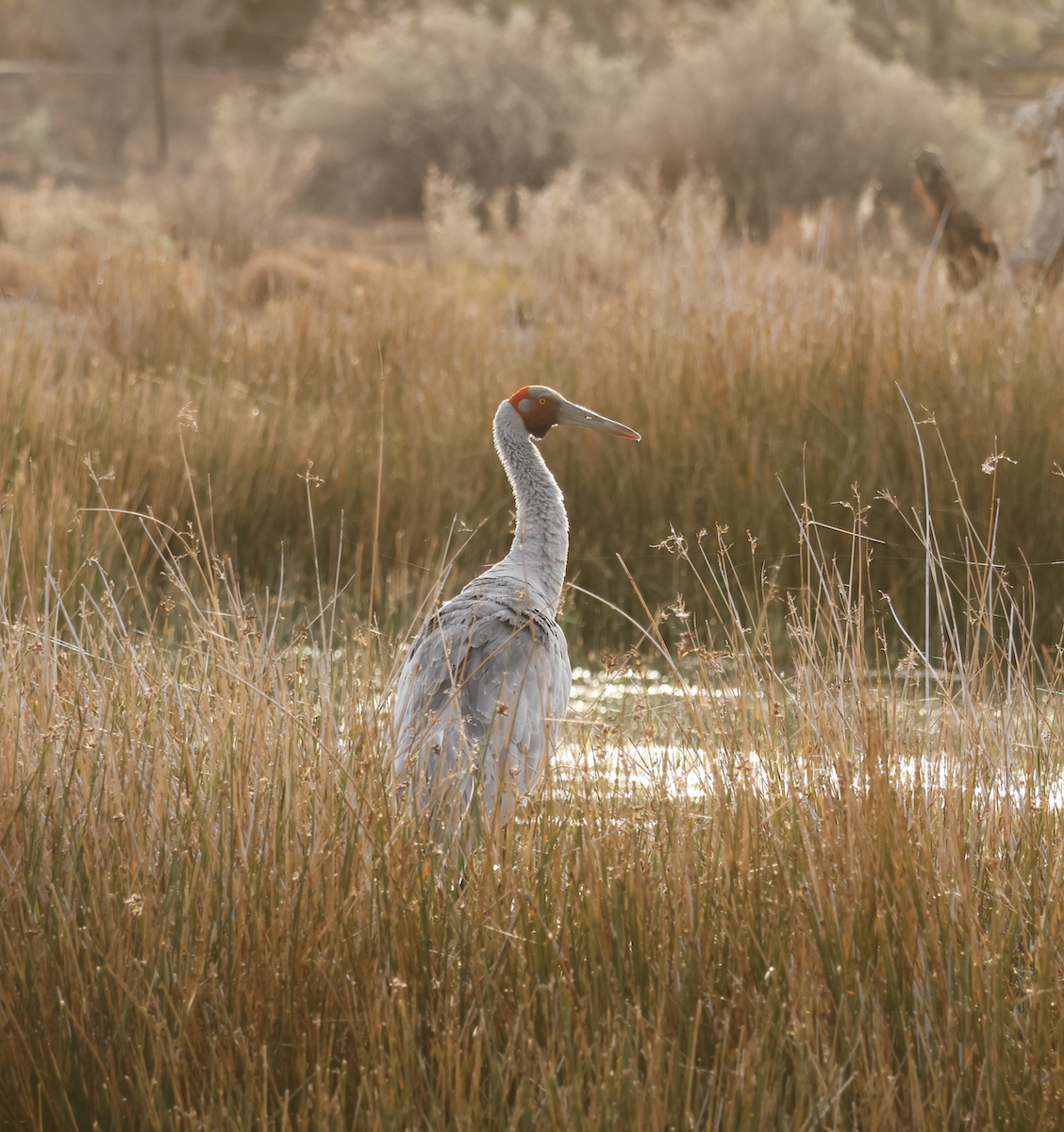 Brolga - ML639901611