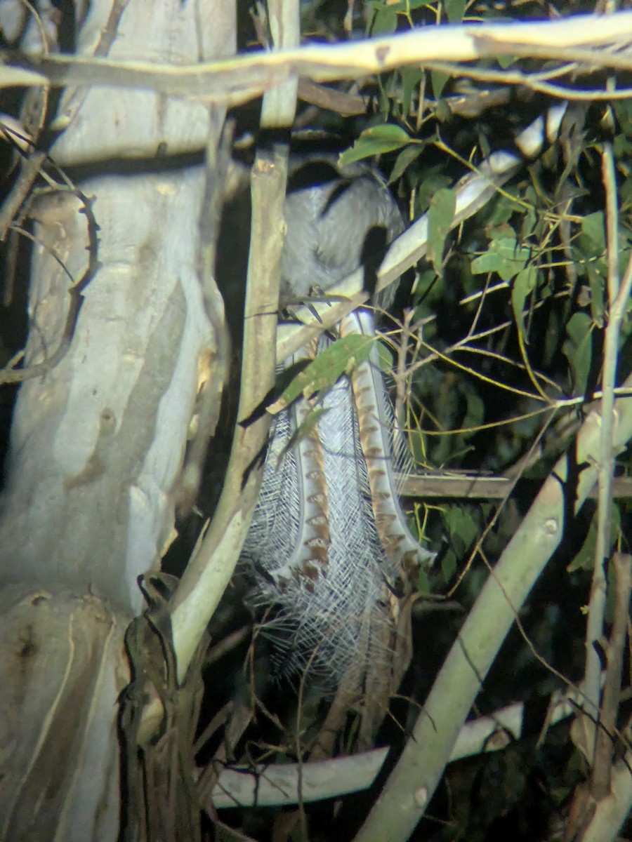 Superb Lyrebird - ML639901615