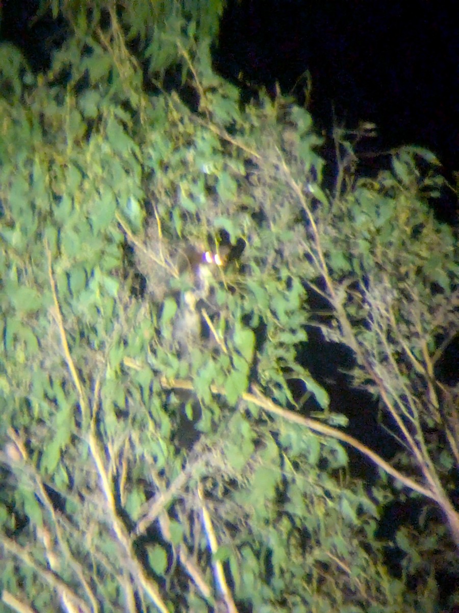 Greater Glider - ML639901617