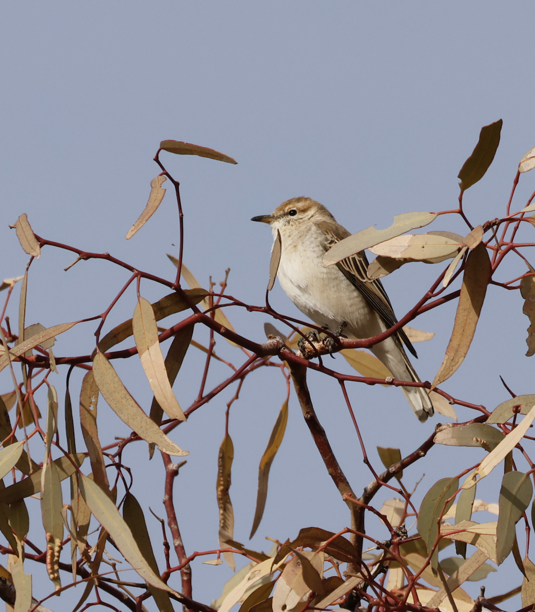 White-winged Triller - ML639901618