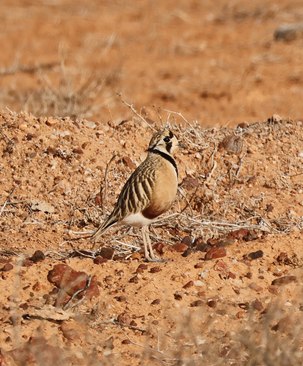 Inland Dotterel - ML639901635