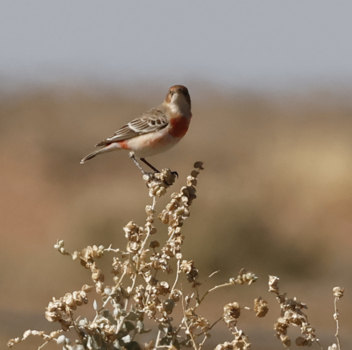 Crimson Chat - ML639901647
