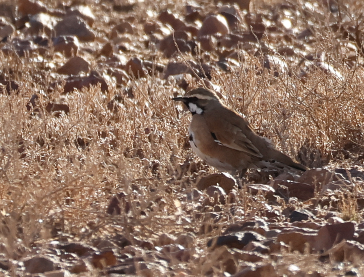 Cinnamon Quail-thrush - ML639901663