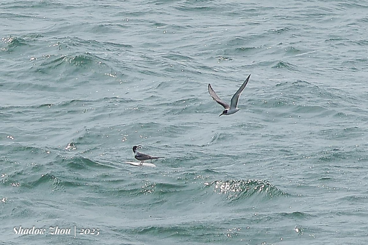 Common Tern (longipennis) - ML639901666