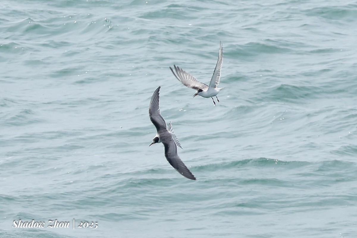 Common Tern (longipennis) - ML639901667