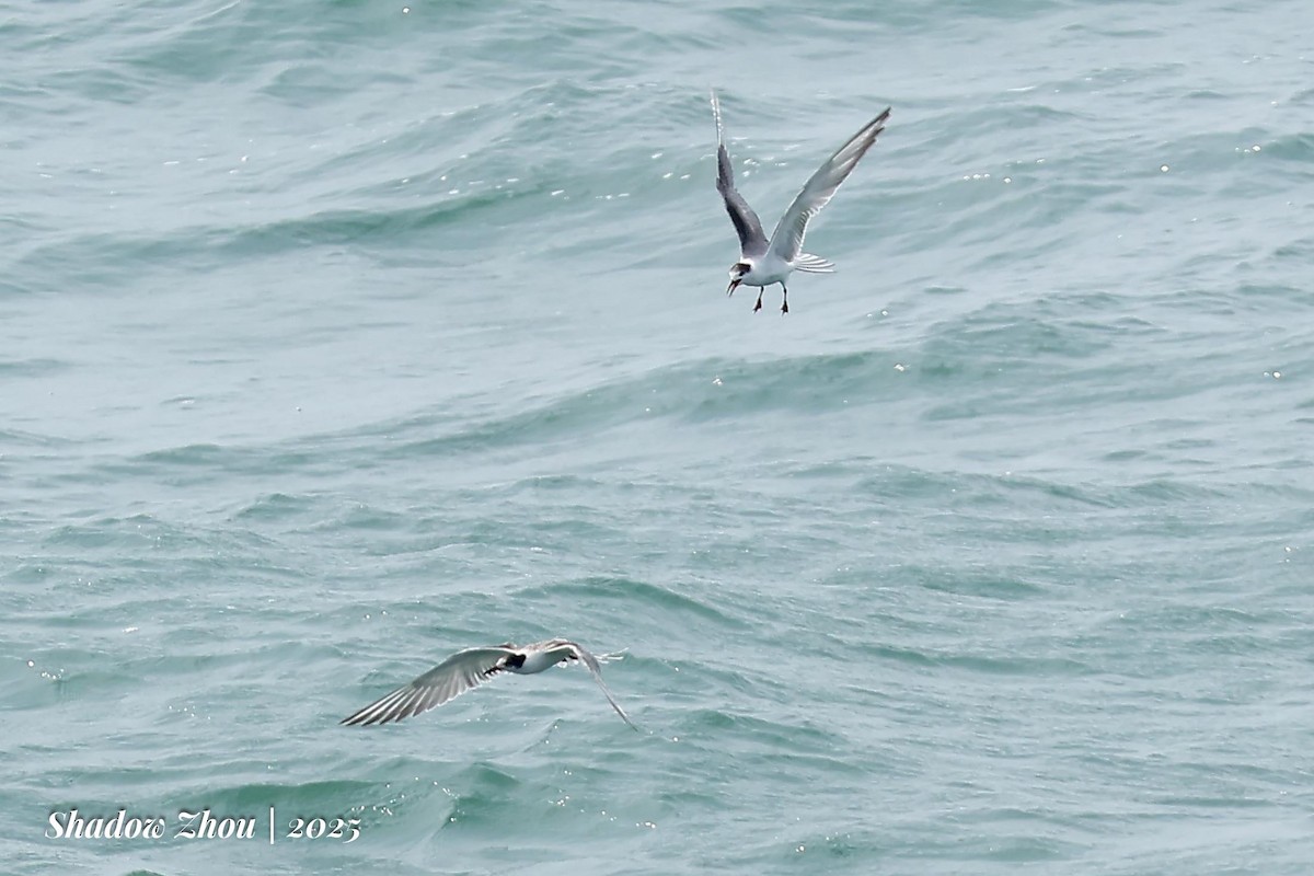 Common Tern (longipennis) - ML639901668