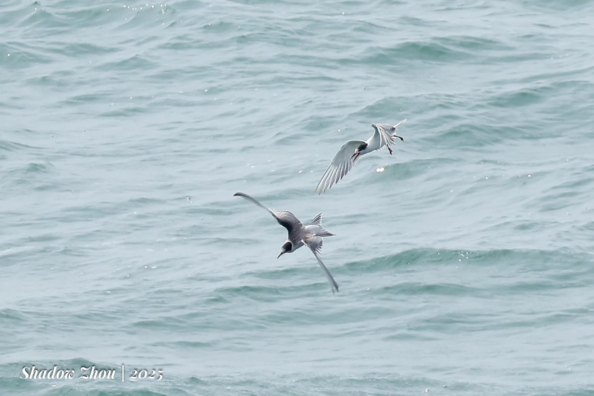Common Tern (longipennis) - ML639901669