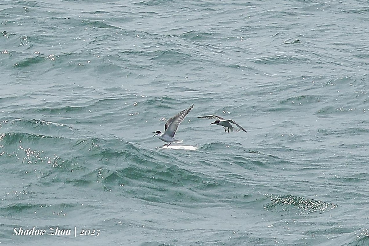 Common Tern (longipennis) - ML639901670