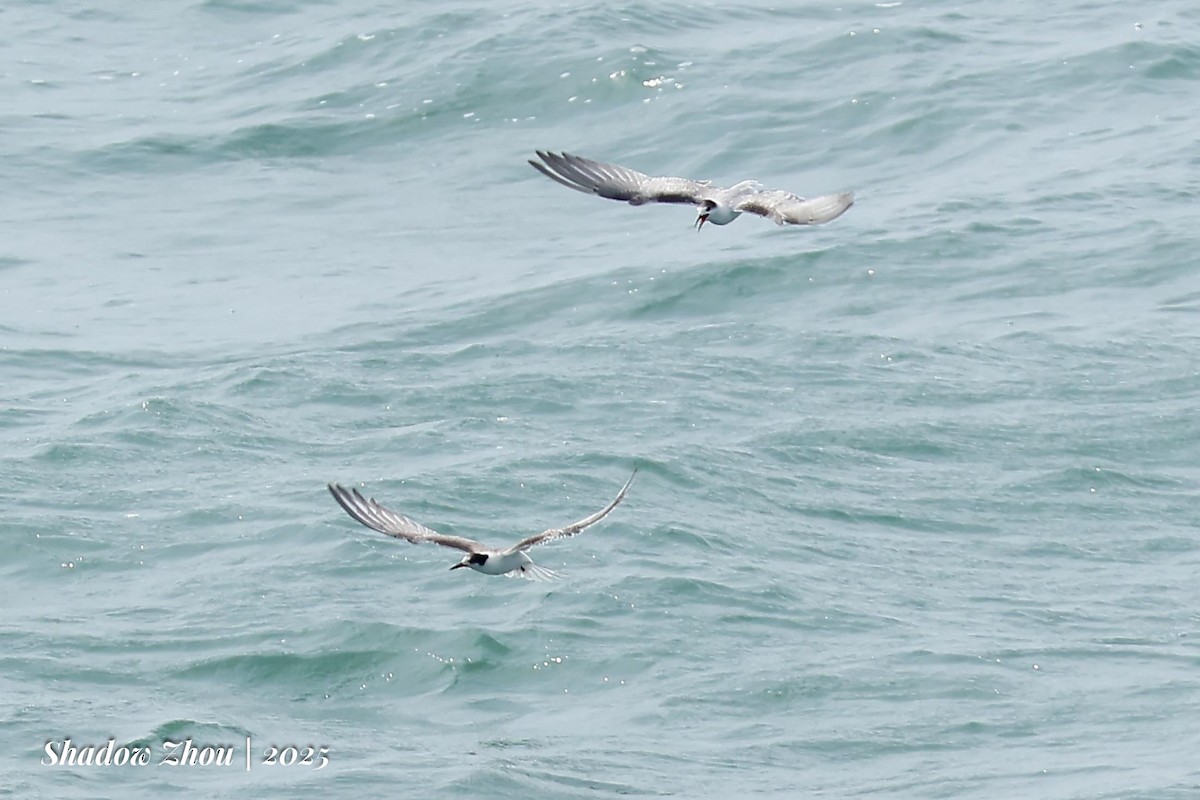 Common Tern (longipennis) - ML639901671