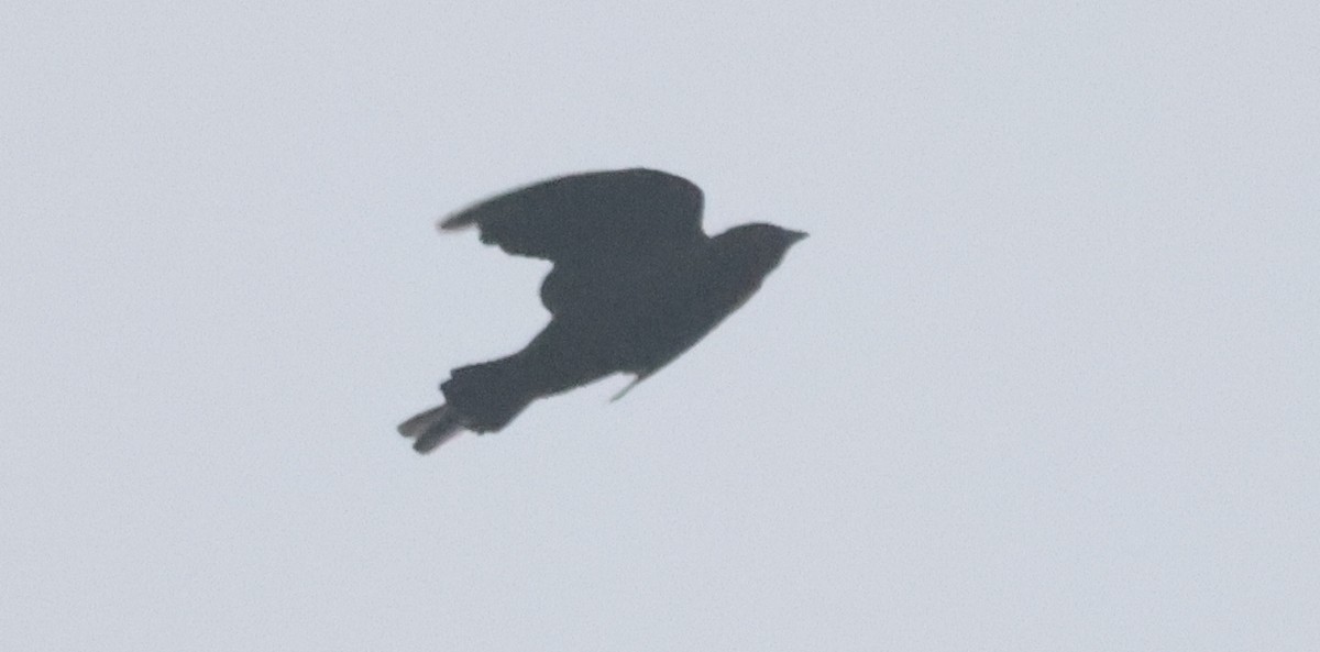 Icteridae sp. - ML639901747