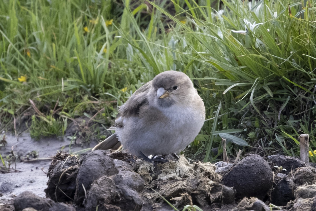 Tibetan Snowfinch - ML639901894