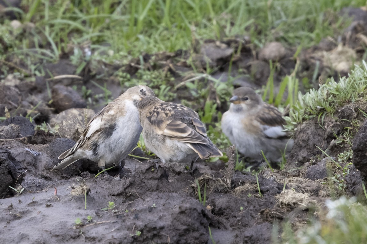 Tibetan Snowfinch - ML639901900