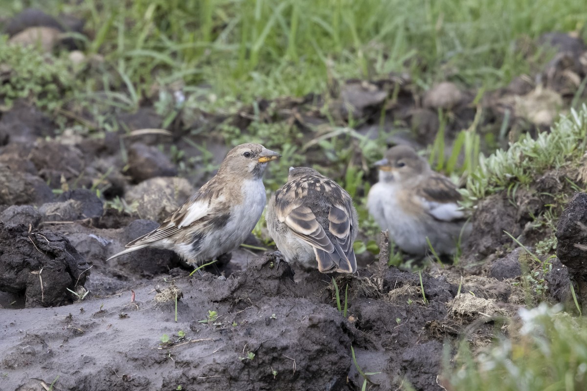 Tibetan Snowfinch - ML639901901