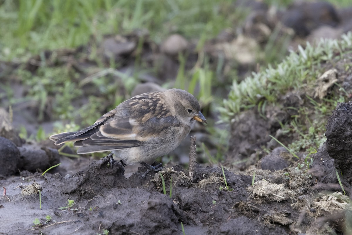 Tibetan Snowfinch - ML639901904