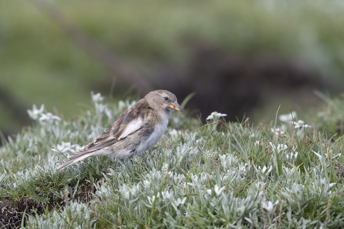Tibetan Snowfinch - ML639901906